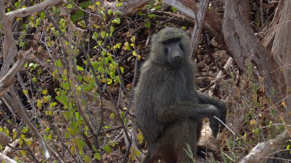 Papio anubis olive baboon in a national park of Kenya