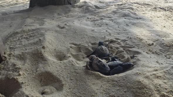 Newborn Green Turtles Crawling on the Sand To the Ocean