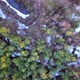 Birds Eye View Drone Shot of a Forest with Some Snow on the Ground - VideoHive Item for Sale