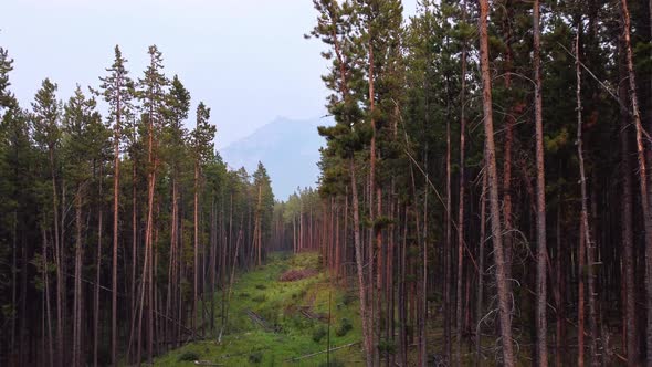 Forest of pine in the mountains