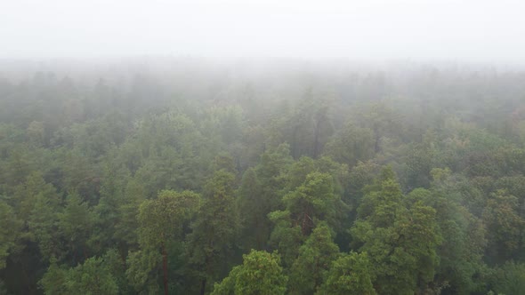 Fog in the Forest Aerial View