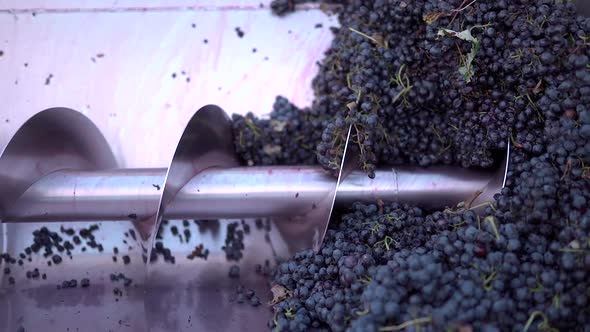 Slow motion shot of harvested grapes being crushed in screw at winery