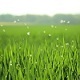 Green Grass And Floating Dandelions - VideoHive Item for Sale