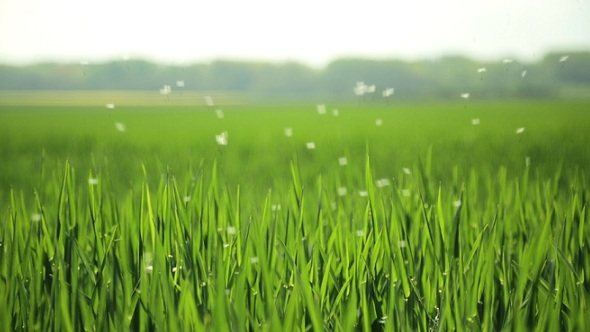 Green Grass And Floating Dandelions