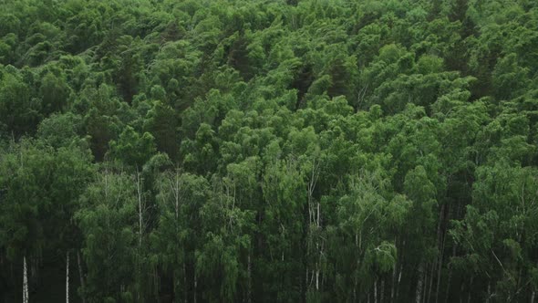 Strong wind in birch forest