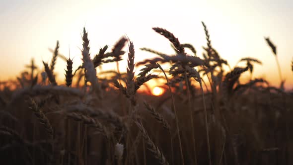 Wheat Agriculture Harvesting Agribusiness