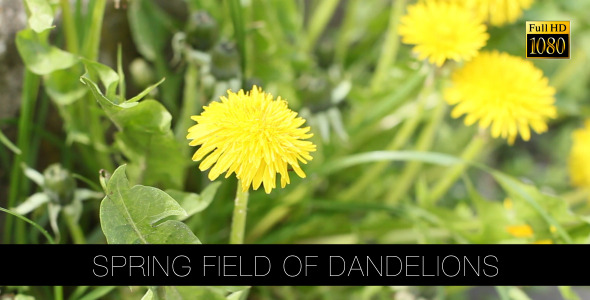 Spring Field Of Dandelions 3
