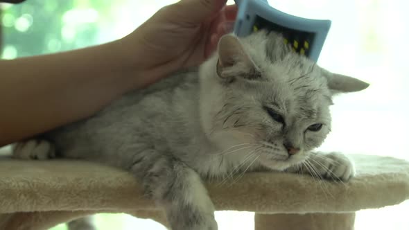 Owner Is Grooming The Fur Of Cute Kitten After Shower With Hair Dryer Slow Motion