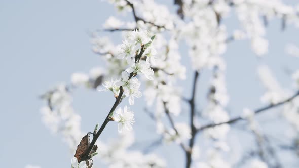 White Flowers