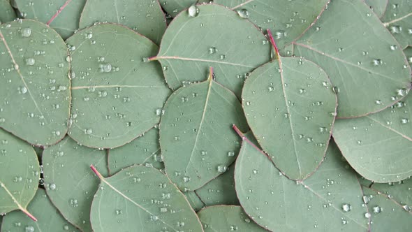 Motion of the Texture Made of Green Eucalyptus Leaves with Raindrop Dew Rotation
