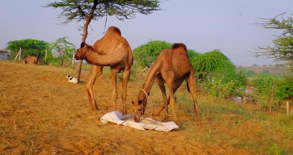 Camels at Pushkar Mela Camel Fair Festival in Field Eating Chewing at Sunrise. Pushkar, Rajasthan