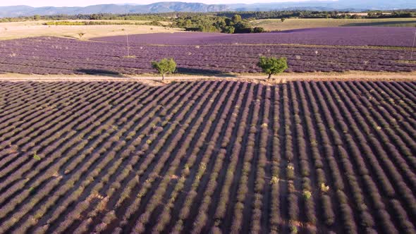 Valensole lavender field aerial view in Provence, France