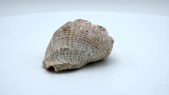 Rapana sea shells on a white background