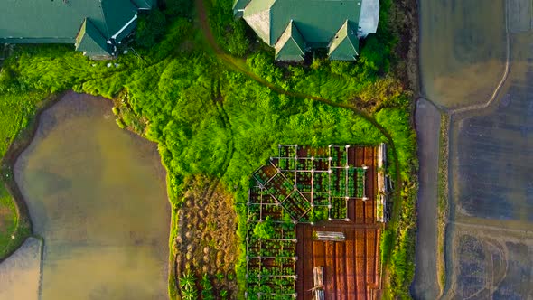 Aerial, Drone Shot, above on abandoned farmhouse surrounded by paddy rice field