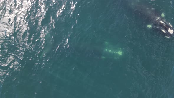 Aerial view of Eubalaena Australis Whale, Cape Town, South Africa.