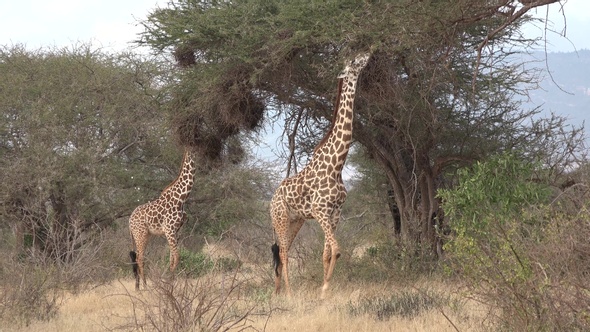 Giraffes graze on the Savannah of South Africa.