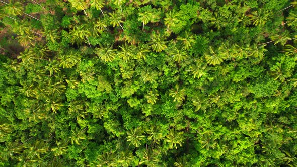 4K Aerial view drone fly over coconut trees, Green and yellow treetops.