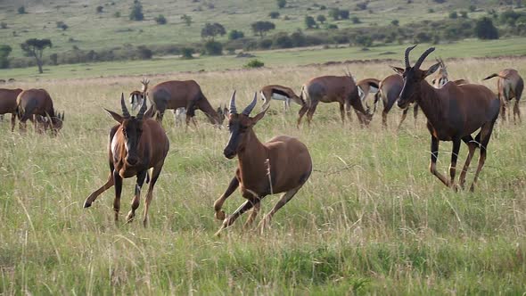 Topi, damaliscus korrigum, Group running through Savannah, Fighting, Masai Mara Park in Kenya