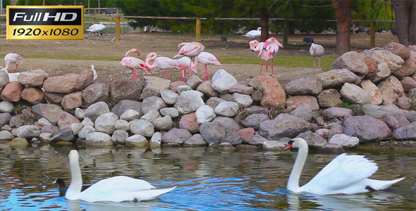 Flamingos