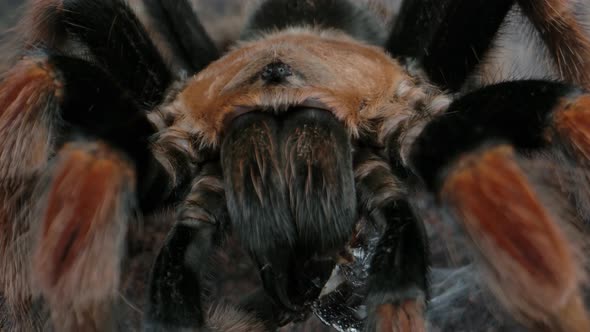 Mexican orange kneed tarantula eating prey with web