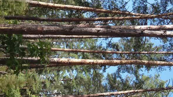 Vertical Video of a Forest with Trees