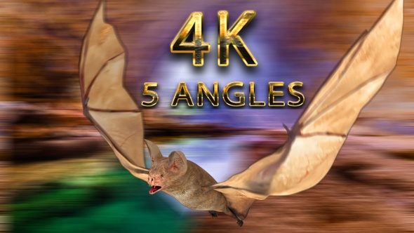 Bat flying from 5 different angles