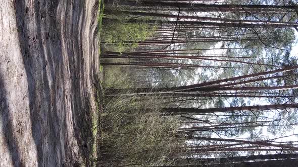 Vertical Video of a Road in the Forest