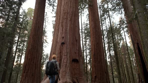 Giant Redwood Sequoia Forest
