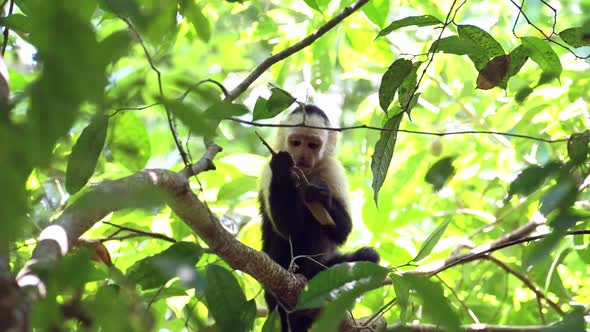 Central American Spider Monkey (saimiri oerstedii) Eating and Feeding on Leaves and Plants in a Tree