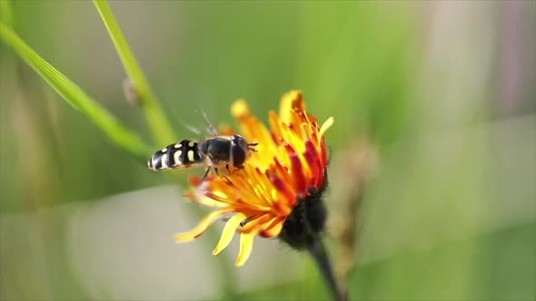 Bee Collects Nectar From Flower Crepis Alpina