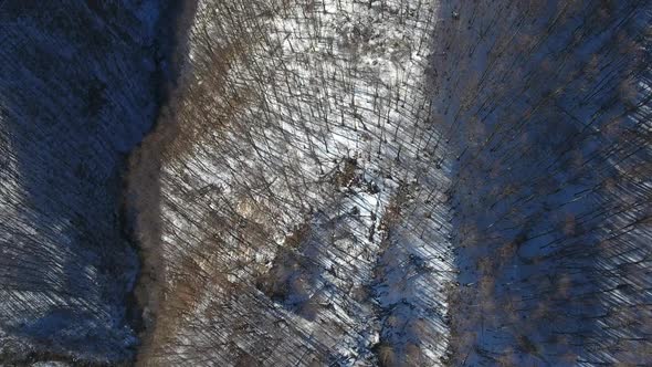 Flying Over Canyon Forest