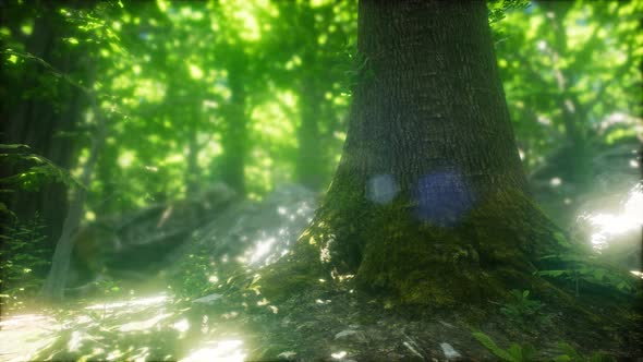 Forest of Beech Trees Illuminated By Sunbeams