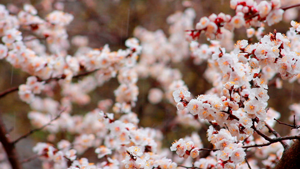 Tree Flowers In Rain 8