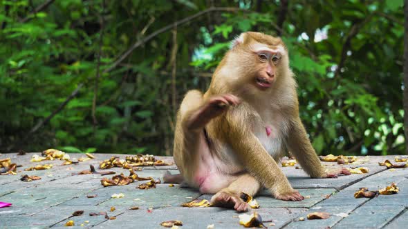 Monkey Sits on The Road in The Park and Looks Around