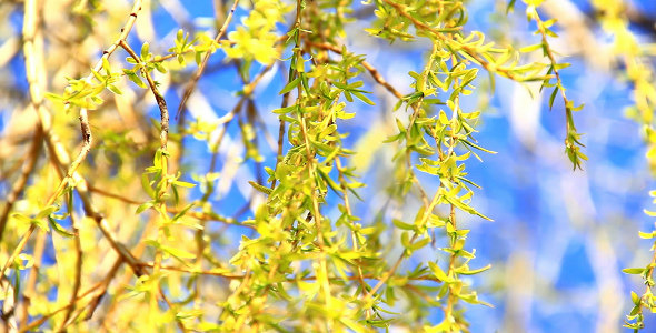 Yellow Sunny Willow