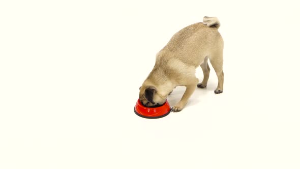 Pug Eats All the Dry Food with Red Toes. White Background