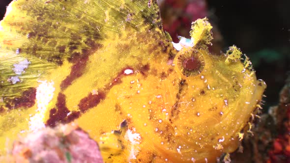 Close up of a yellow leaf scorpionfish sitting on a tropical coral reef.