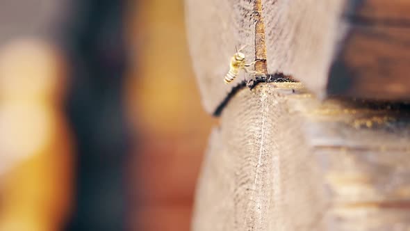 Macro, Slow Motion: Bees Arrive, Take Turns, Bring Building Material, Build a Nest, Between Logs, in