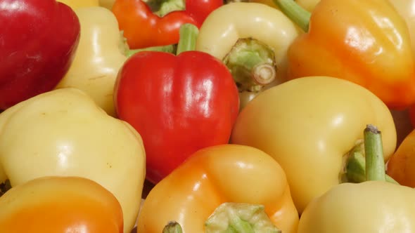 Slow tilt on organic bell peppers Capsicum annuum 4K video