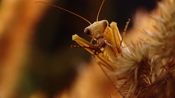 Praying Mantis Is Eating Little Bug While Sitting at the Wheatear Spicule