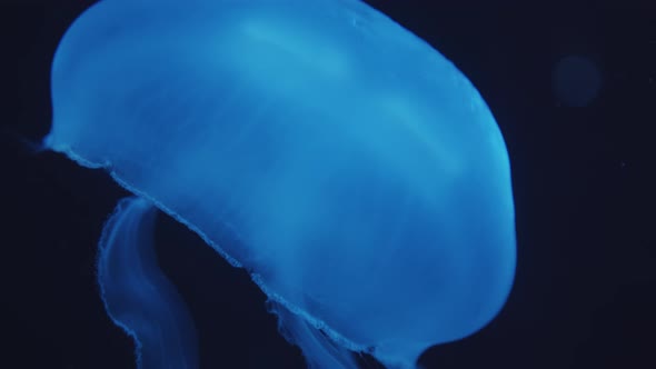 Closeup Shot of Single and Beautiful Glowing Blue Jellyfish Floating with Closed Bell Underwater