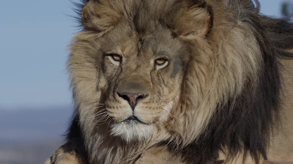 Lion mane blowing in slow motion