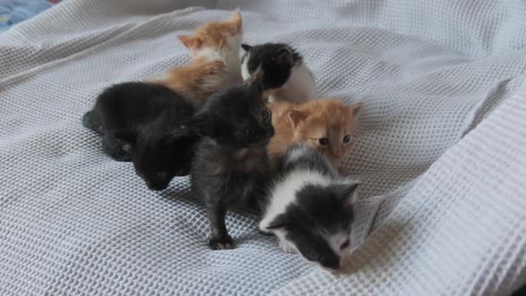 Six Newborn Little Kittens Crawling on White Background. Group of Cute Kittens