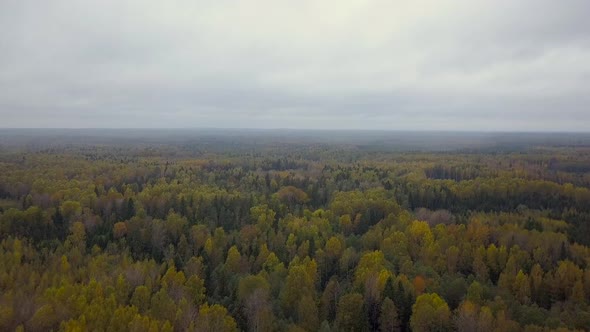 Autumn Forest Road Aerial View