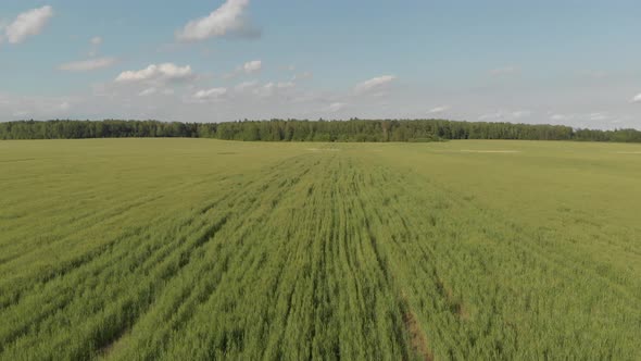 Aerial top view drone flies over green wheat field. Forest on horizon. Blue sky. 4k