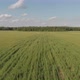 Aerial top view drone flies over green wheat field. Forest on horizon. Blue sky. 4k - VideoHive Item for Sale