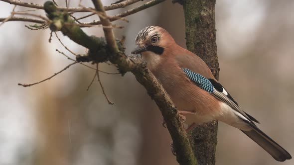 A stationary close footage of a Jay. It is a member of a number of species of medium-sized, usually