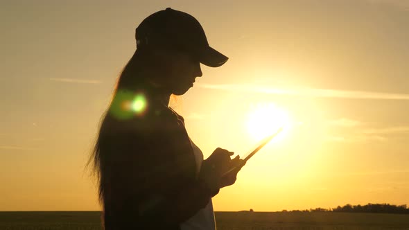 Silhouette of Female Agronomist with Tablet Studying Wheat Crop in the Field. Young Woman Farmer