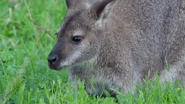 Bennett's Tree-kangaroo Eats Grass. Dendrolagus Bennettianus Grazing in the Meadow. Slow Motion.