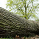 Fallen Tree - VideoHive Item for Sale